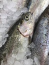 Healthy eating starts here Ã¢â¬âÃÂ with a rainbow trout on the fishmongers slab